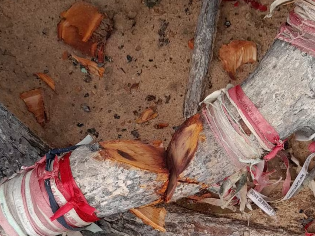 Raízes da árvore do amor foram cortadas em Barra de Maxaranguape, litoral Norte do Estado — Foto: Cedida