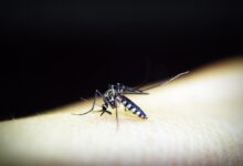 Brasil supera o 2 milhões de casos de dengue em 2024