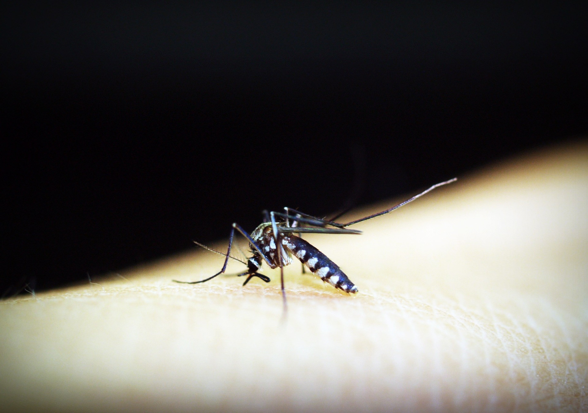 Brasil supera o 2 milhões de casos de dengue em 2024