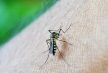 Natal recebeu do Ministério da Saúde mais de 18,8 mil doses da vacina contra a dengue (Foto: nuzeee / Pixabay)