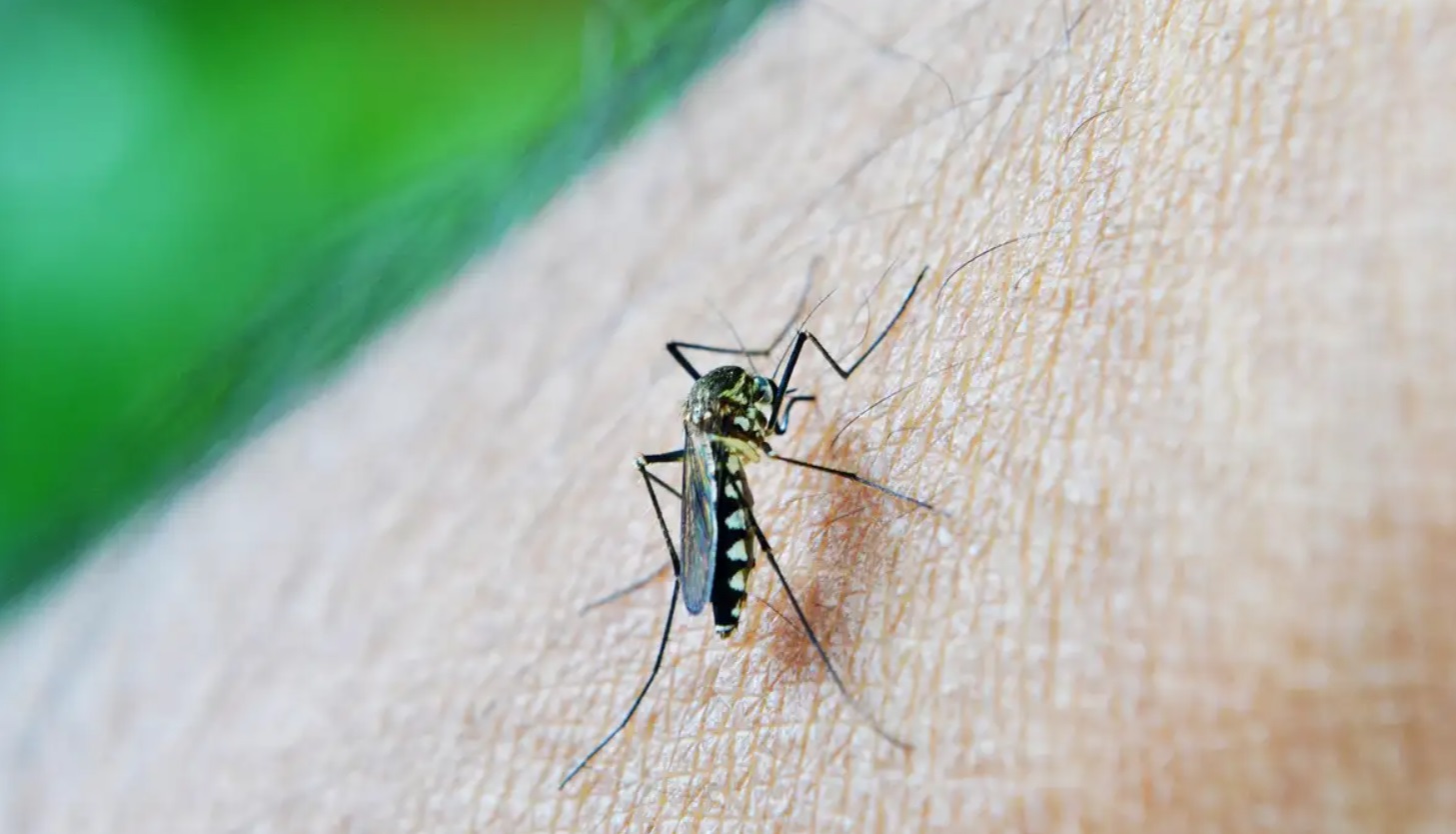 Natal recebeu do Ministério da Saúde mais de 18,8 mil doses da vacina contra a dengue (Foto: nuzeee / Pixabay)