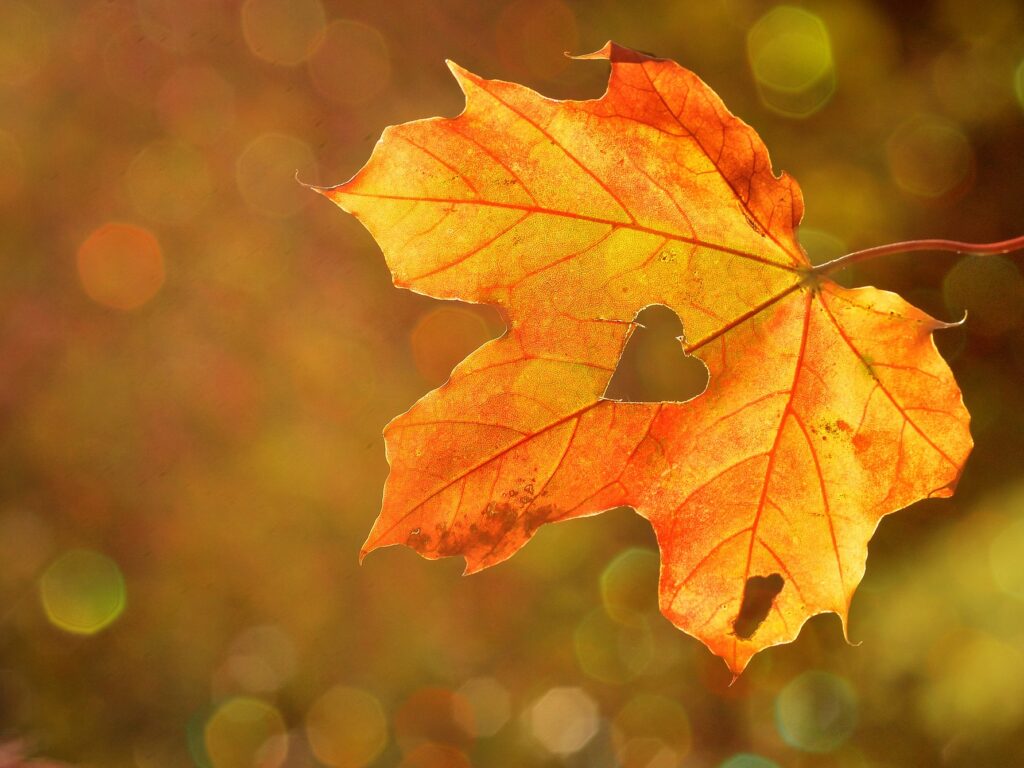 Outono de 2024 deve ser mais seco e mais quente (Foto: Rebekka D / Pixabay)