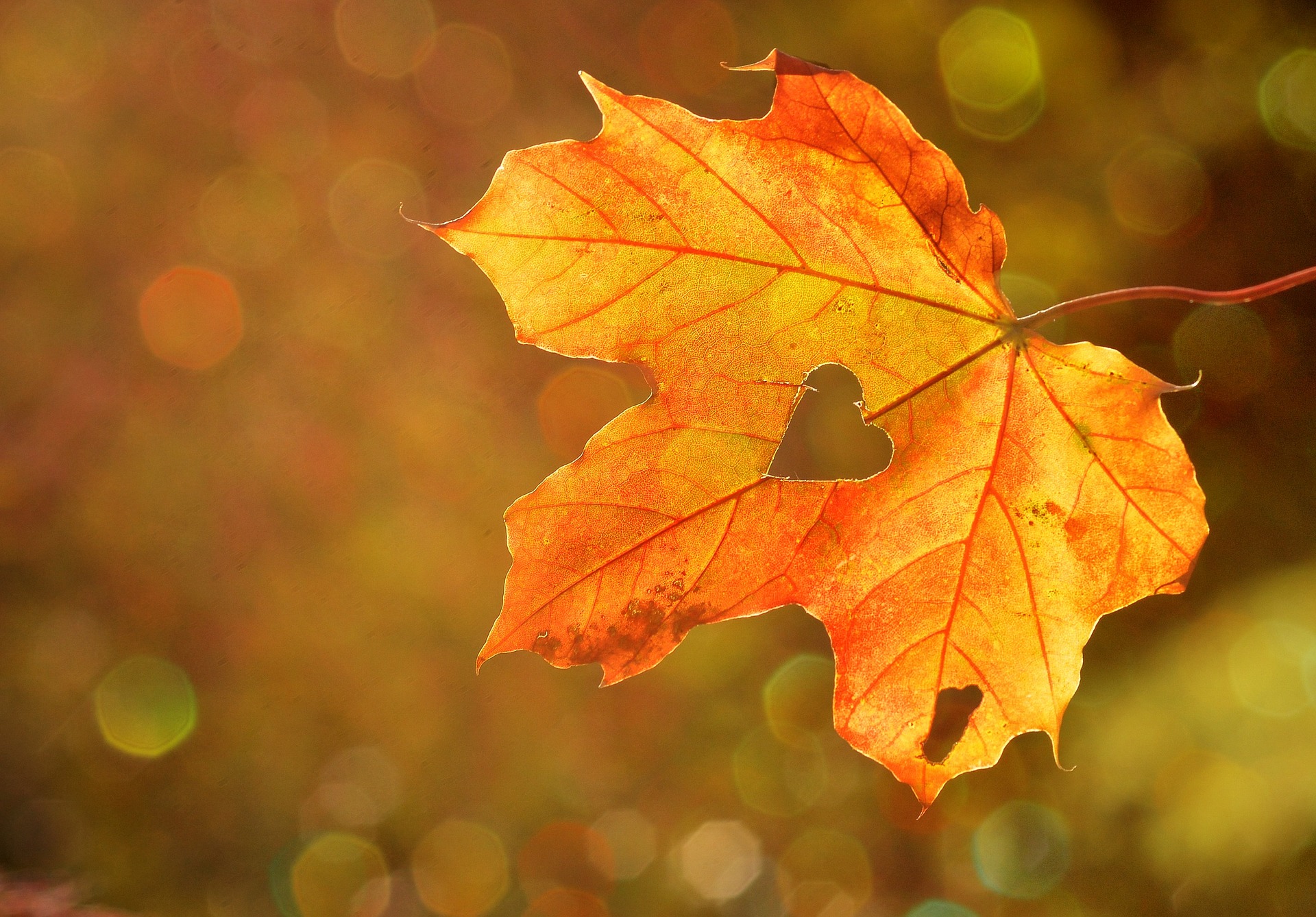 Outono de 2024 deve ser mais seco e mais quente (Foto: Rebekka D / Pixabay)