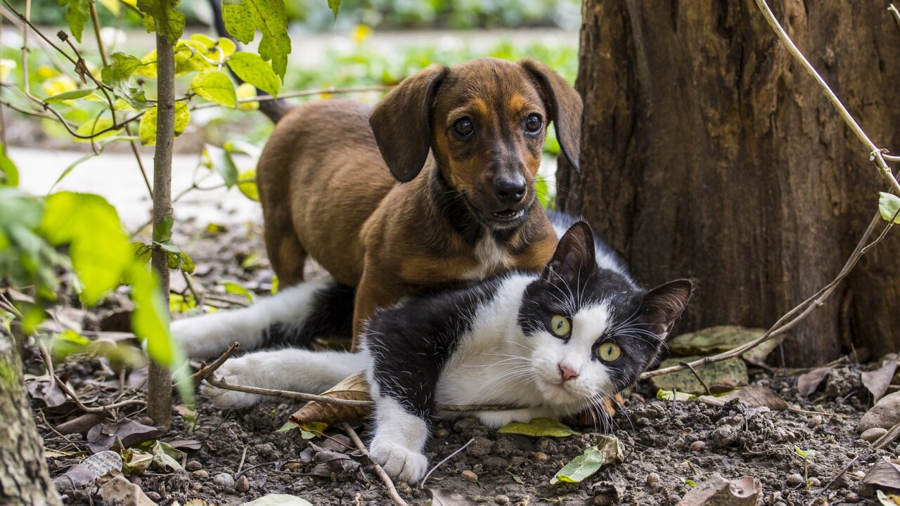 Serão acolhidos cães e gatos (machos e fêmeas) em boas condições de saúde dos 5 meses até 7 anos de idade (Foto: Ilona Ilyés / Pixabay)