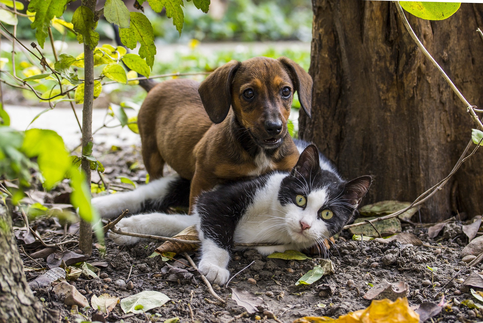 Serão acolhidos cães e gatos (machos e fêmeas) em boas condições de saúde dos 5 meses até 7 anos de idade (Foto: Ilona Ilyés / Pixabay)