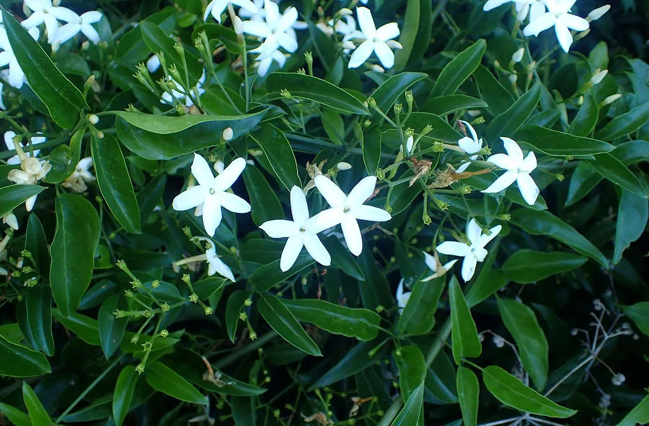 Jasmim dos Açores jasminum azoricum