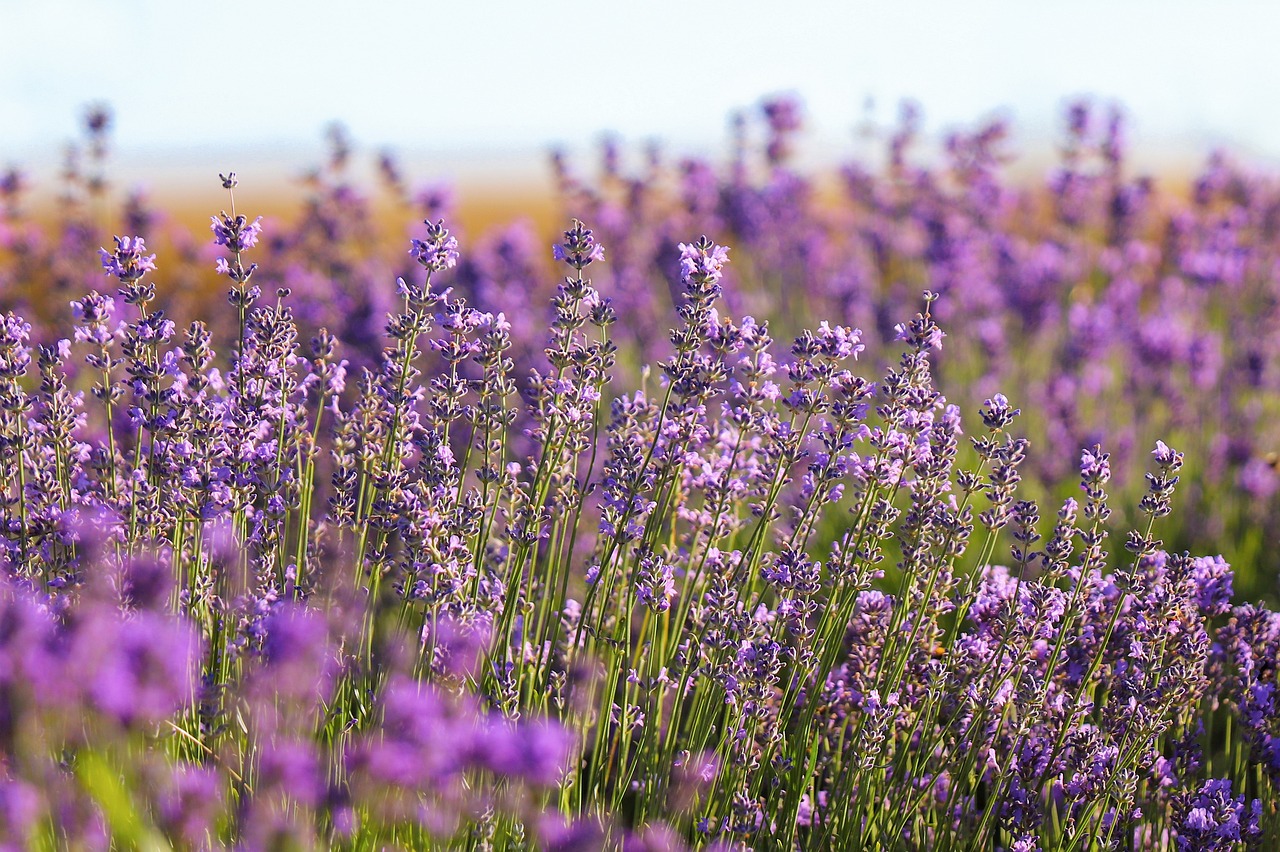 Lavanda