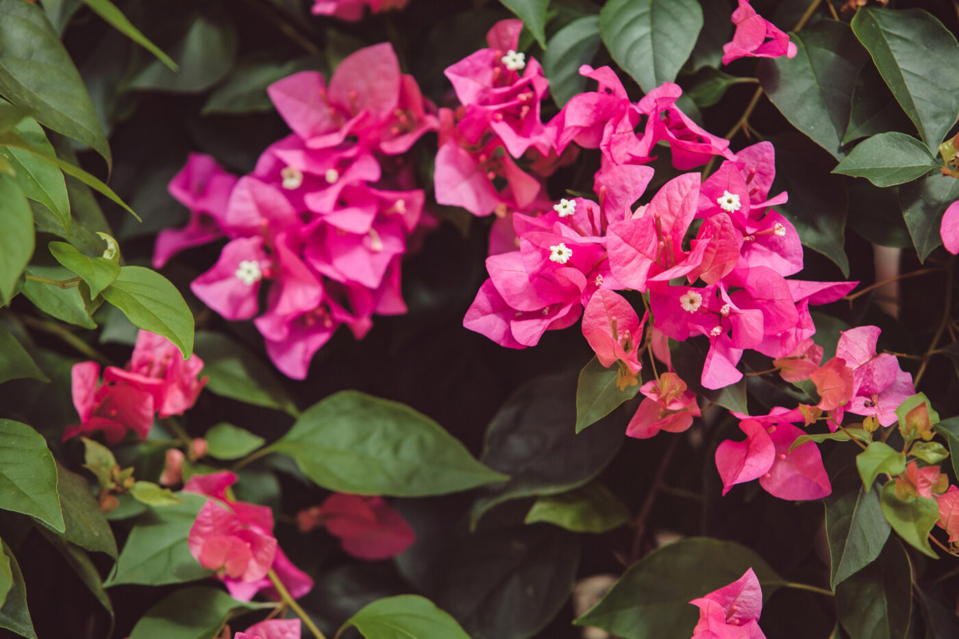 Primavera Bougainvillea sp