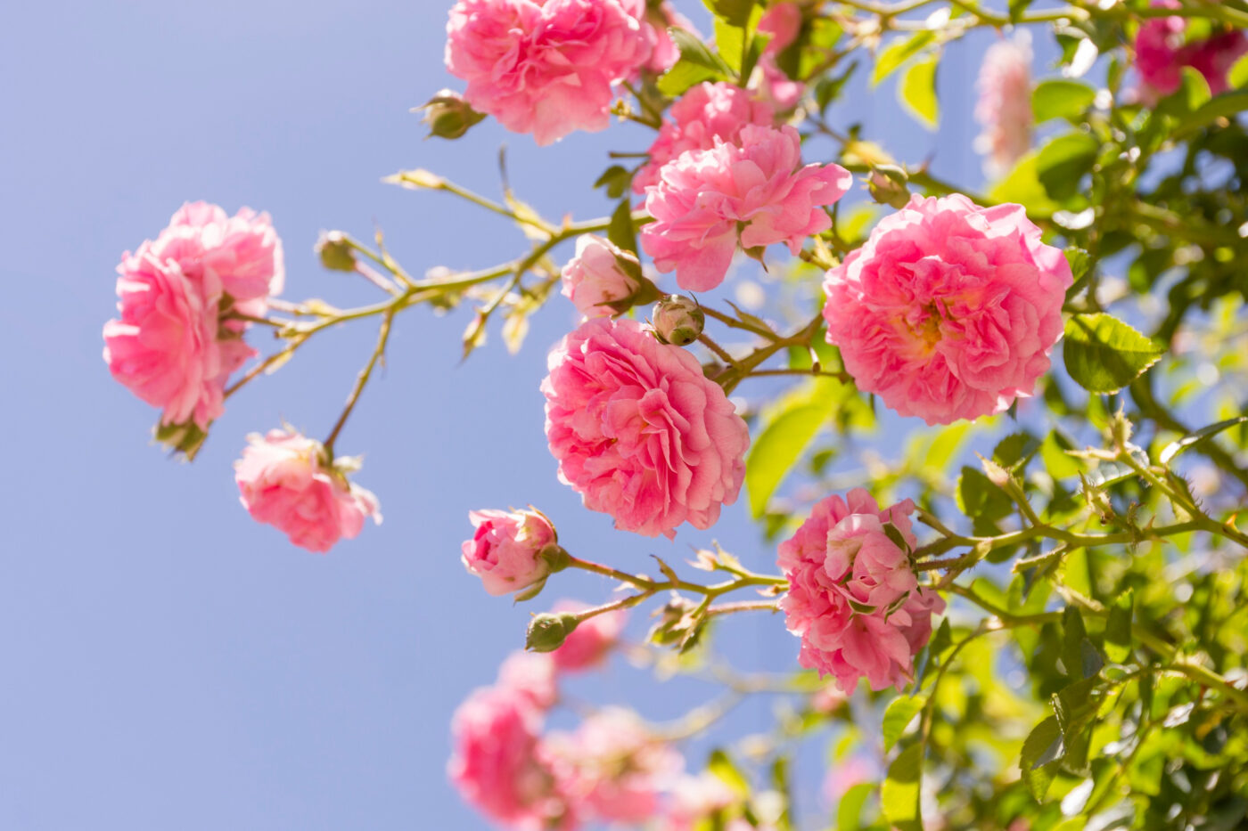 Roseira-trepadeira Rosa lucieae