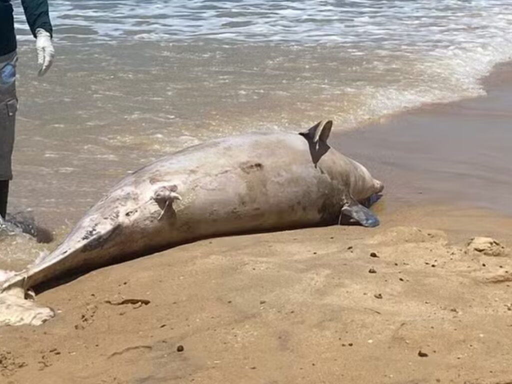 Analises confirmam acao humana na morte de golfinho encontrado em Ponta Negra