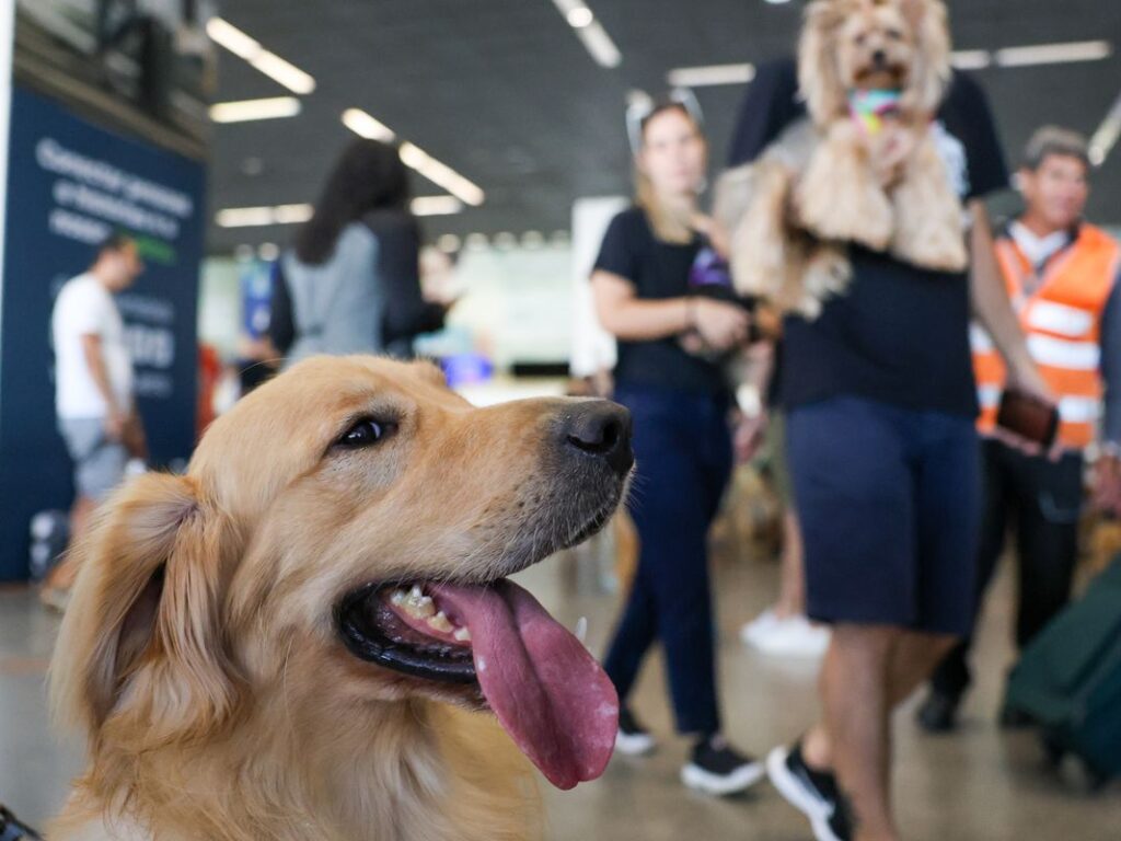 Governo define novas regras para transporte seguro de cães e gatos em voos